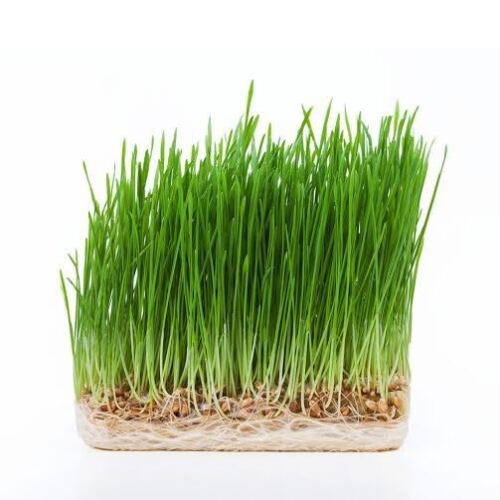 Wheatgrass 1 lb